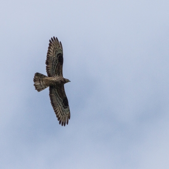 Migrația de toamnă